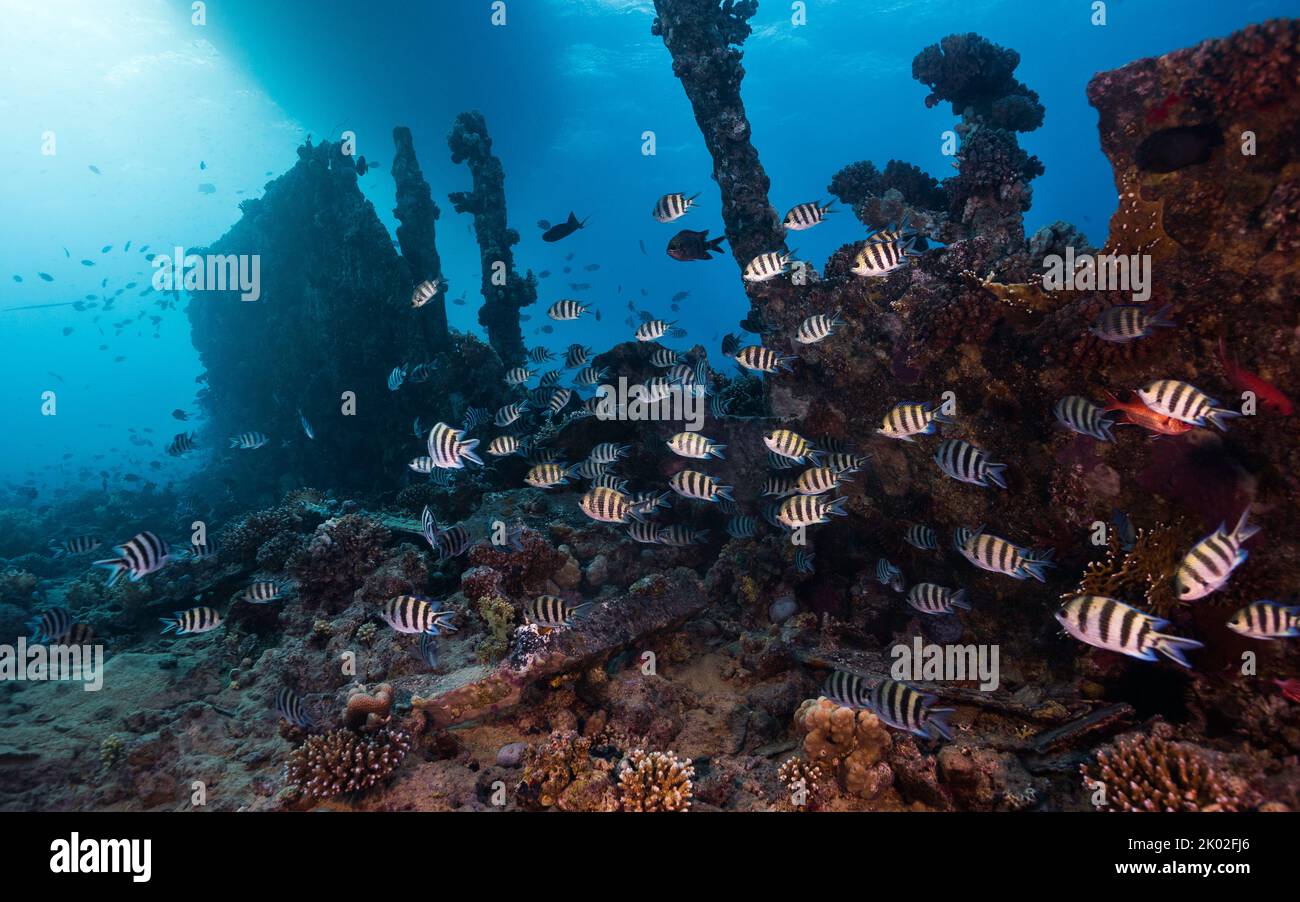 Meereslandschaft einer Schule von Scissortail-Feldfisch (Abudefduf sexfasciatus), der über einem alten Schiffswrack schwimmt, das mit Korallen überwuchert ist Stockfoto