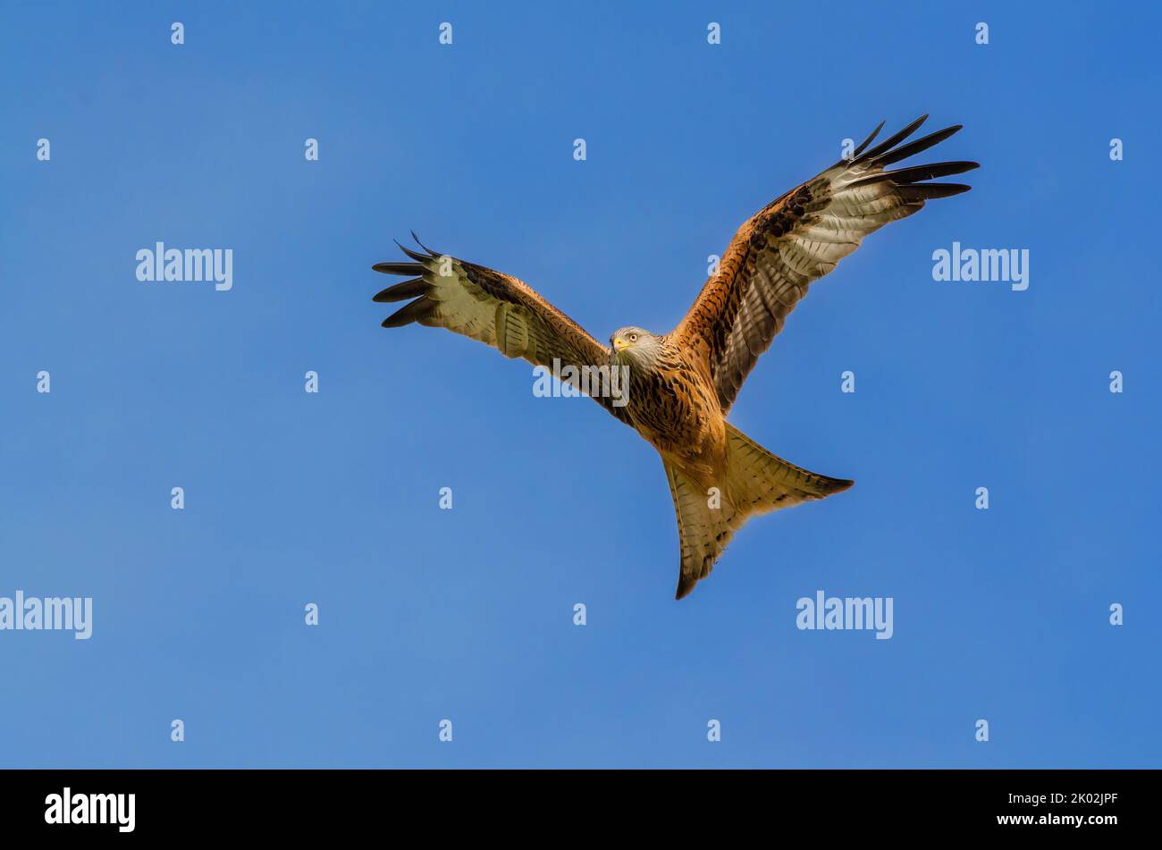 Red Kite, Milvus milvus, fliegt gegen einen klaren blauen Himmel. Gigrin Farm Red Kite Center Stockfoto