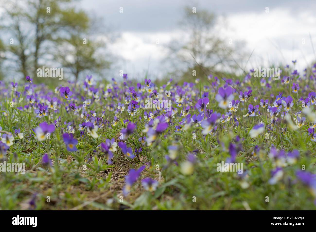 Pansy, Natur, Blumen lila, Landschaft, wild, Viola tricolor) Stockfoto