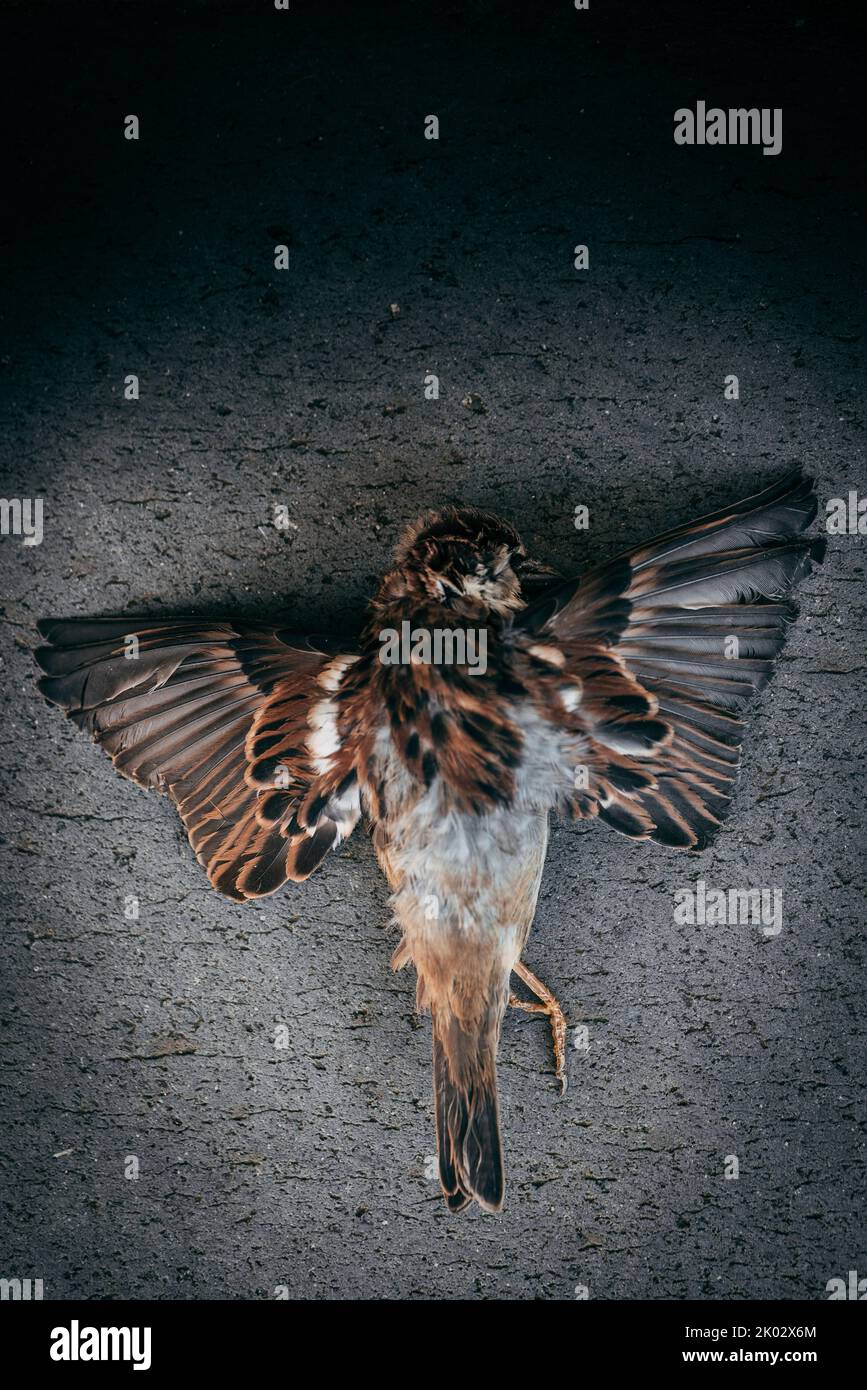 Toter Sperling mit ausgebreiteten Flügeln Stockfoto