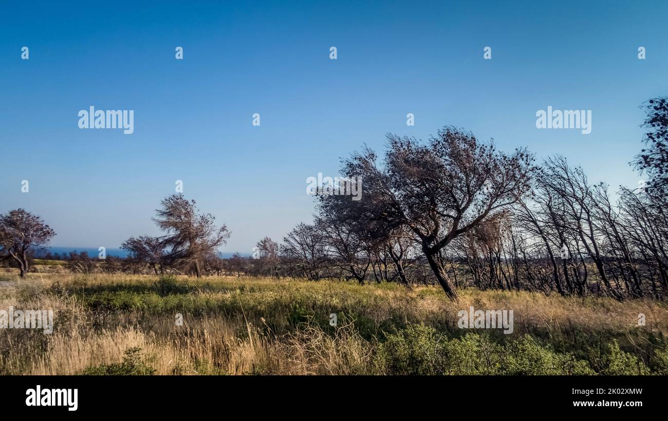 Ein Jahr nach den Bränden auf dem Massif de la Clape in der Nähe von Narbonne Plage. Stockfoto