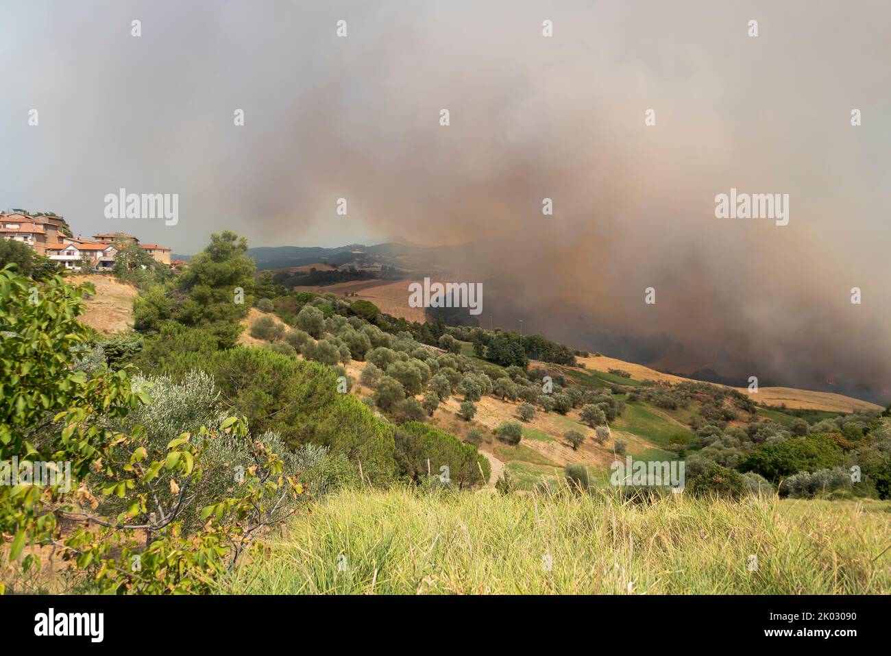 Olivenhain Feuer, Feuer, Steppenfeuer, Cinigiano, Toskana, Italien Stockfoto