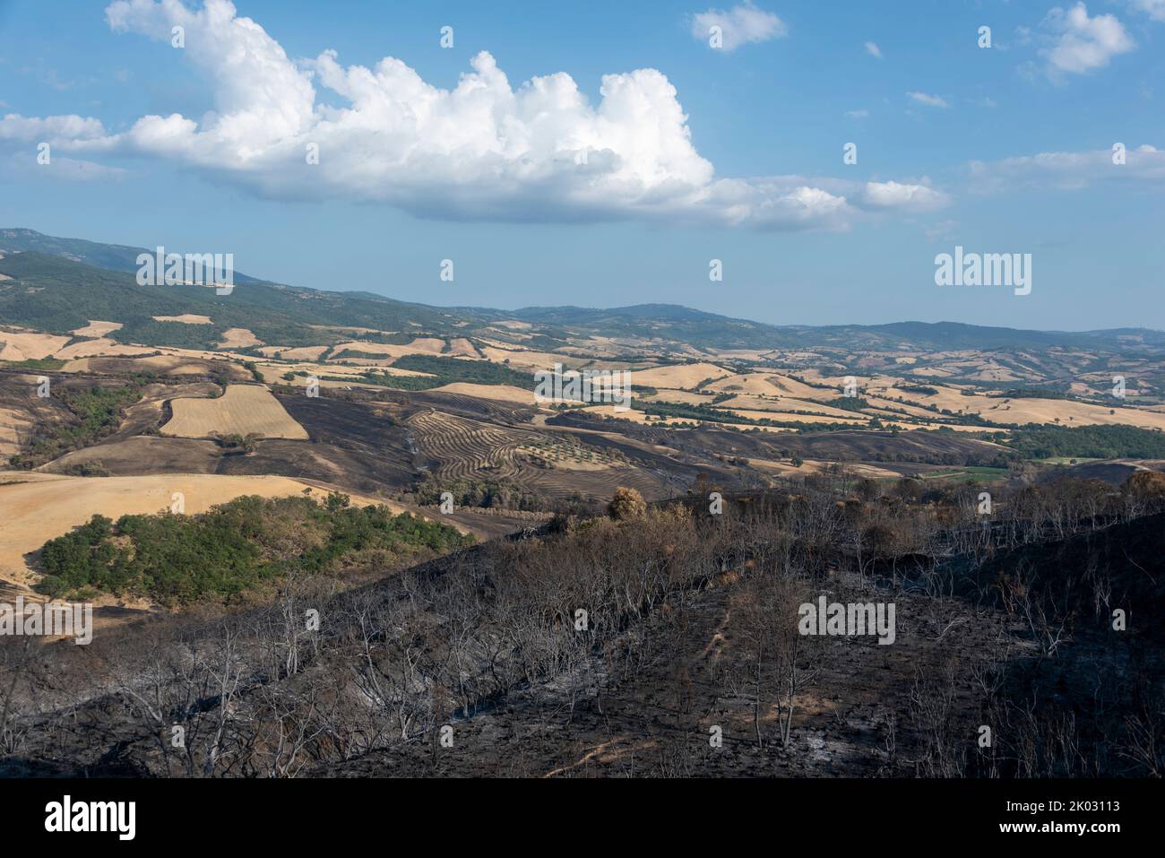 Feuer in der Toskana, Feuer, Steppenfeuer, Cinigiano, Toskana, Italien Stockfoto