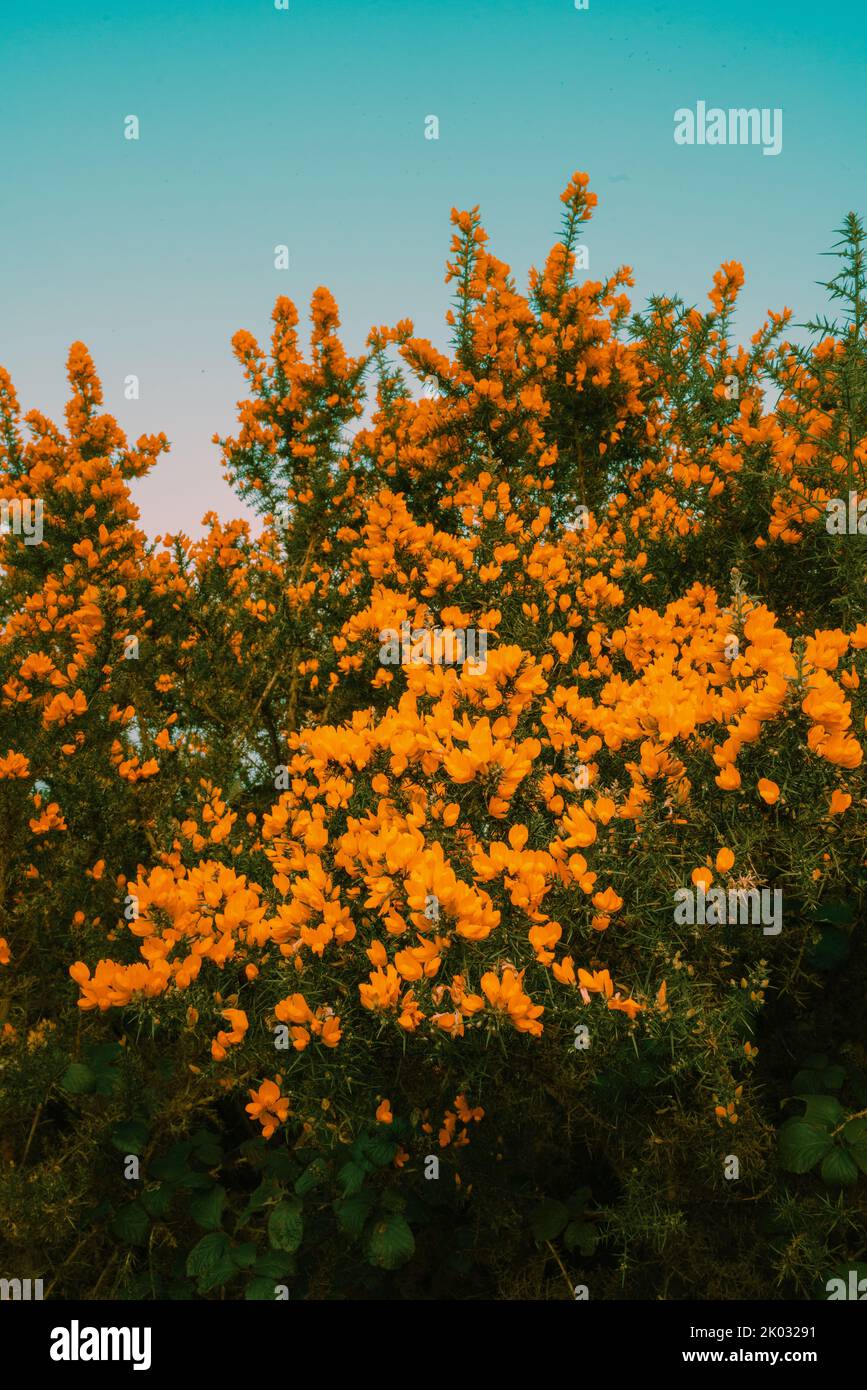 Eine wunderschöne Orangenblüte blüht auf dem Baum Stockfoto