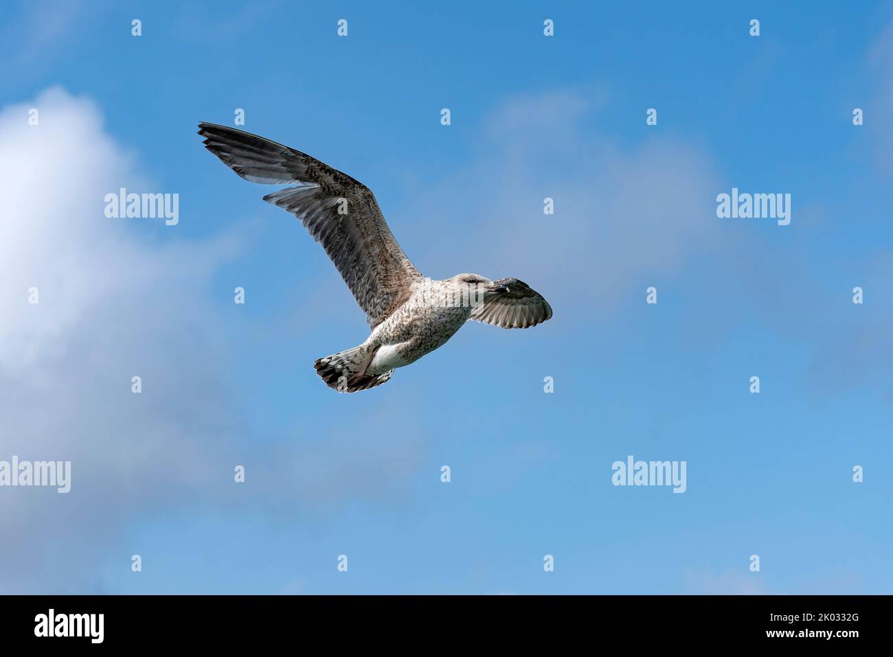Die große Möwe (Larus marinus) ist die größte Art innerhalb der Möwen (Larinae). Die große Schwarzmöwe erstreckt sich entlang der Küsten und Inseln des Nordatlantiks und der Ostsee innerhalb der gemäßigten, borealen und subpolaren Zonen. Stockfoto