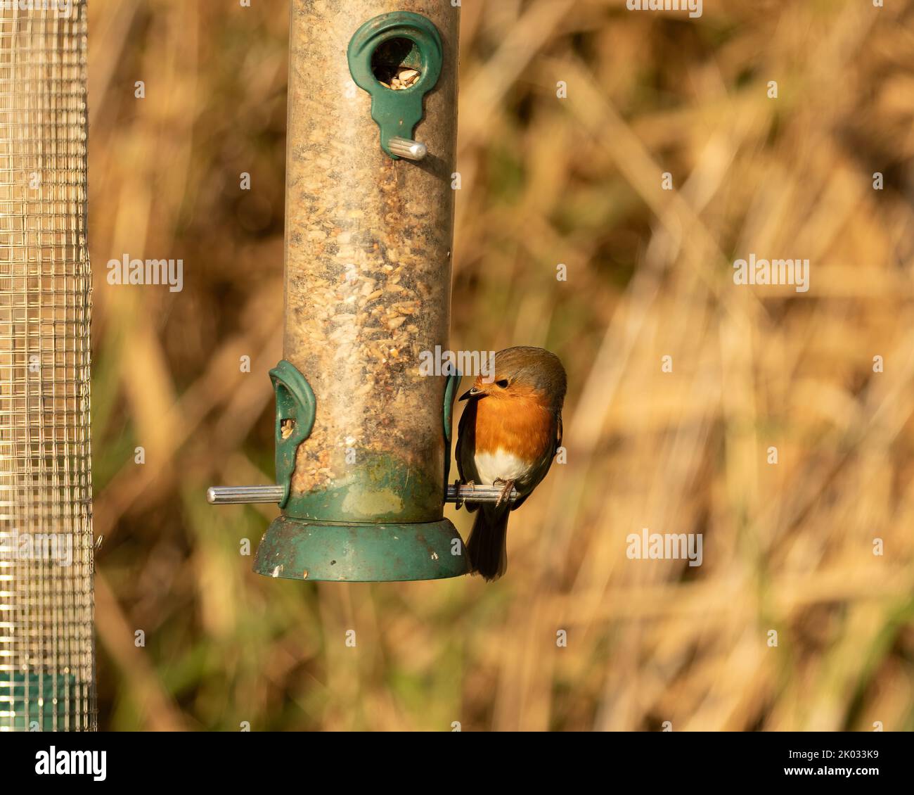 Eine Nahaufnahme eines europäischen Rotkehls (Erithacus rubecula), der auf einem Samenfutter thront Stockfoto