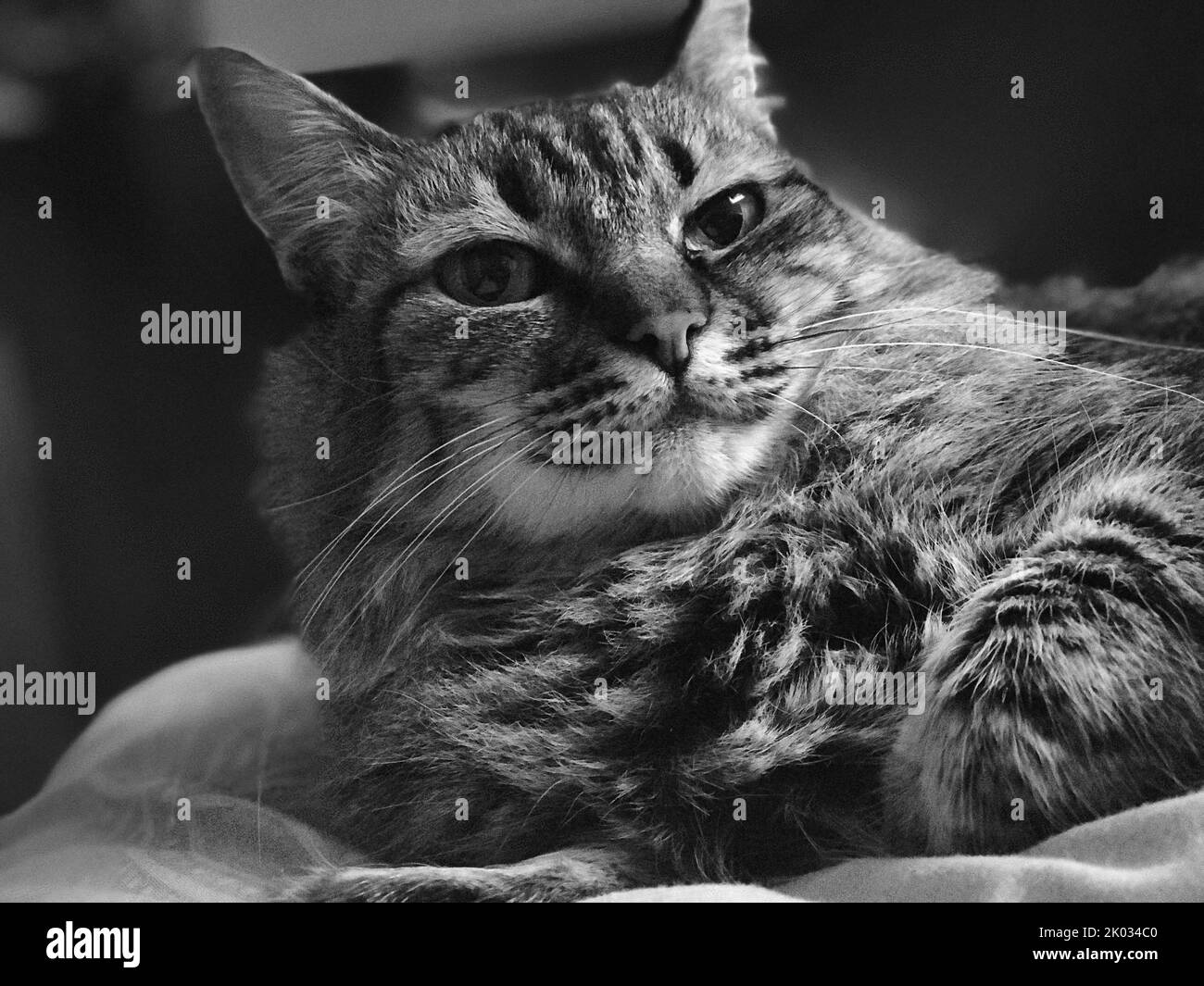 Ein monochromes Porträt einer niedlichen Katze im Raum Stockfoto