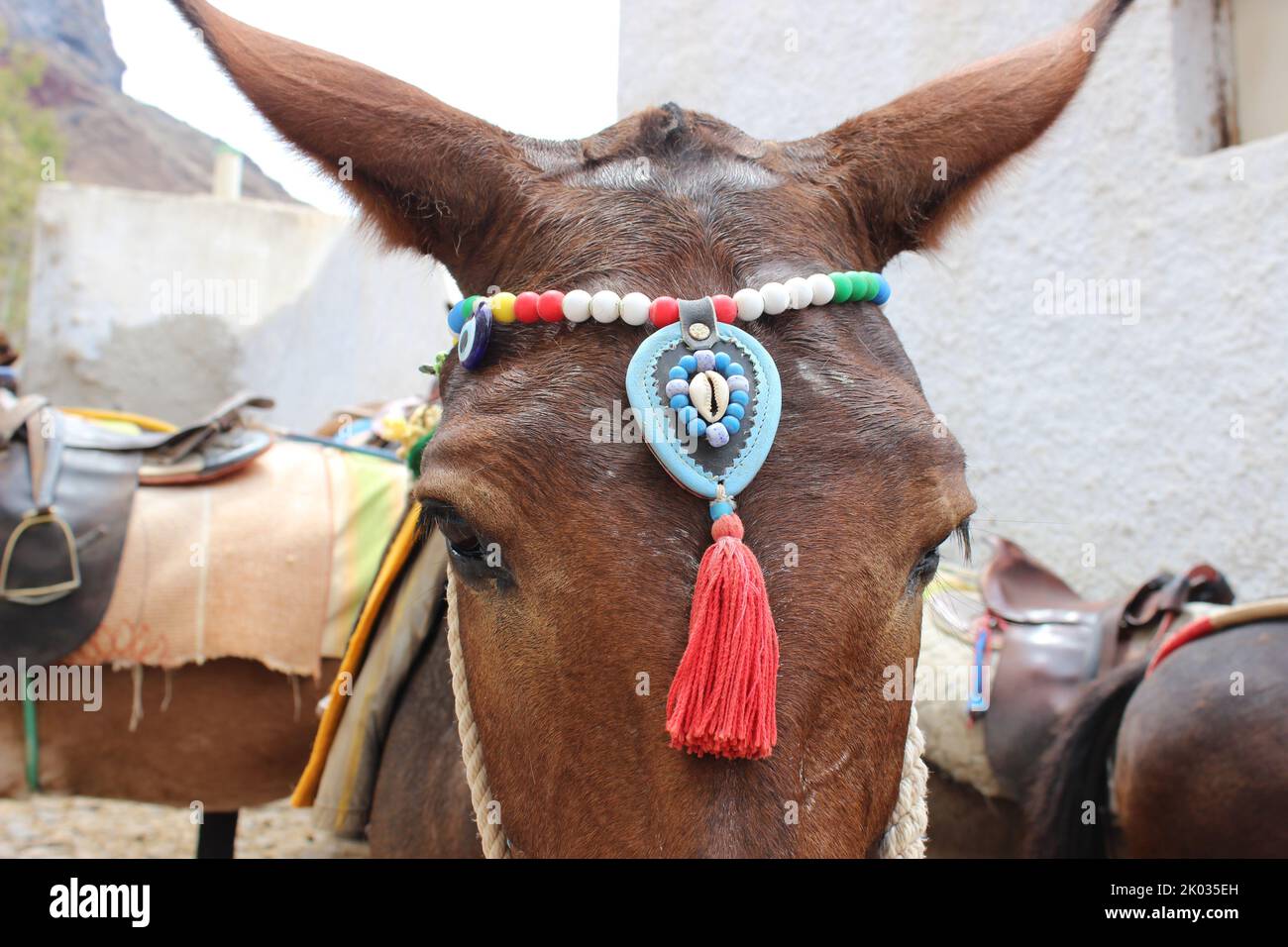 Eine Nahaufnahme eines braunen Esels mit handgefertigten Accessoires, die um den Kopf gewickelt sind Stockfoto