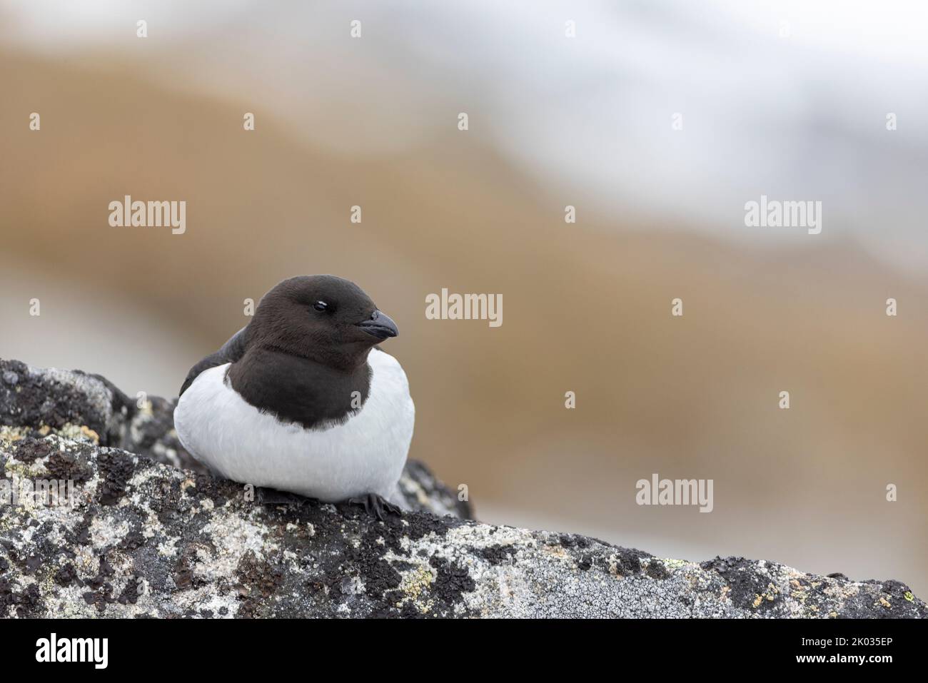 Ein Krabbentaucher auf Spitzbergen. Stockfoto