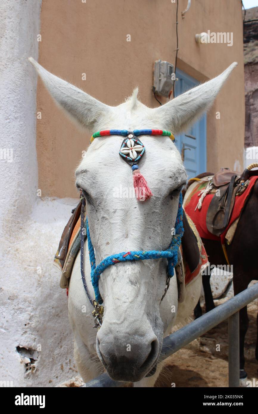 Eine Nahaufnahme eines weißen Esels mit handgefertigten Accessoires, die um den Kopf gewickelt sind Stockfoto