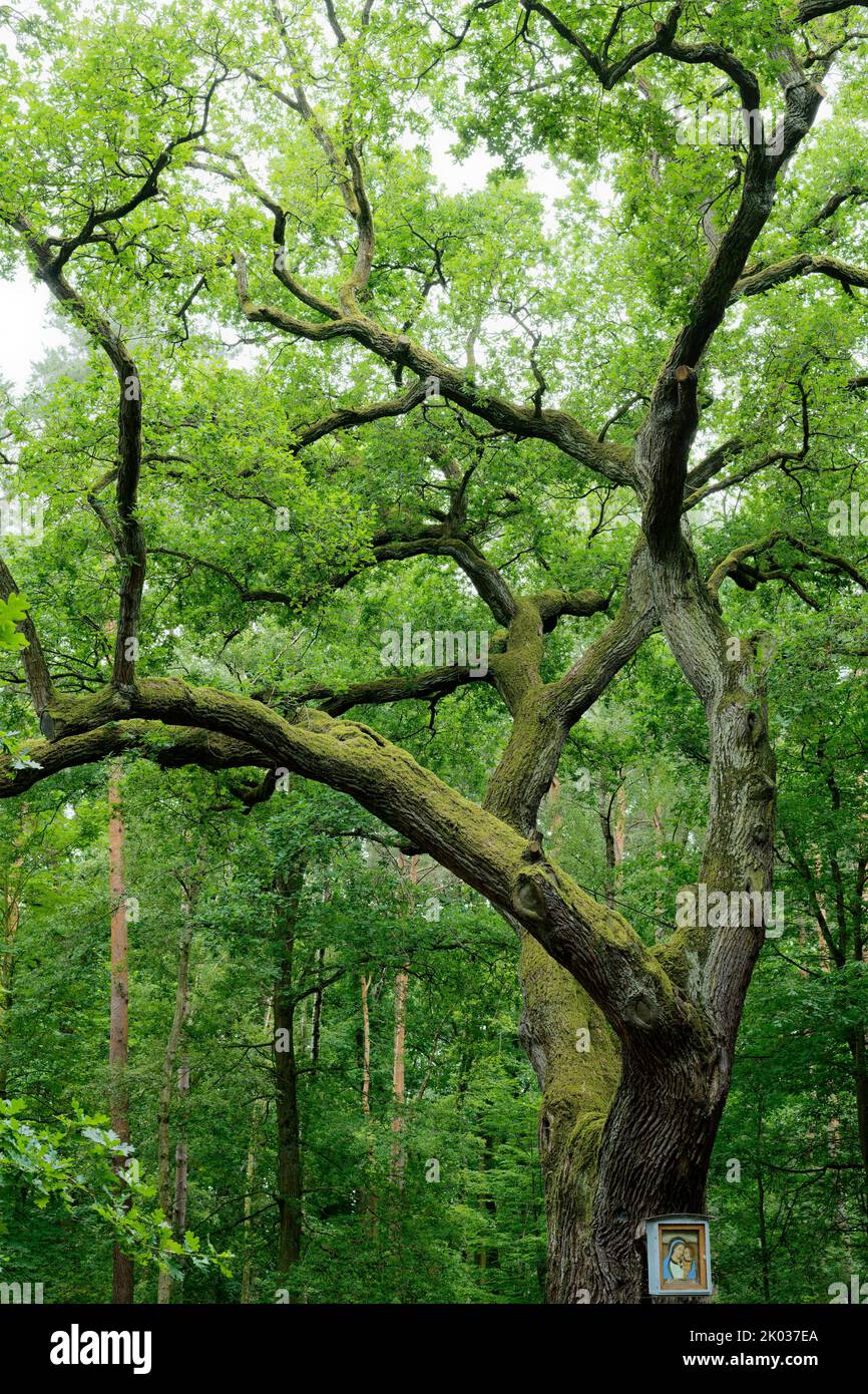 Europa, Deutschland, Nordrhein-Westfalen, Stockheim, Stockheimer Wald, Baum, Eiche, Quercus, Marieneiche, Deckenbalken, 500 bis 600 Jahre alt, Religion, Gebet, Marienbild, Marienaltar, Grün, Frühling, Verweilen, Ruhe, positiv Stockfoto