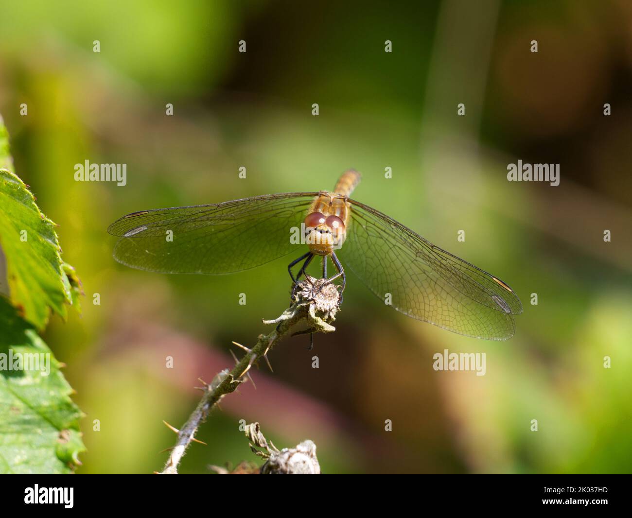 Weibliche, auf der Vegetation thronende Rotkrautlibelle (Sympetrum striolatum) Stockfoto