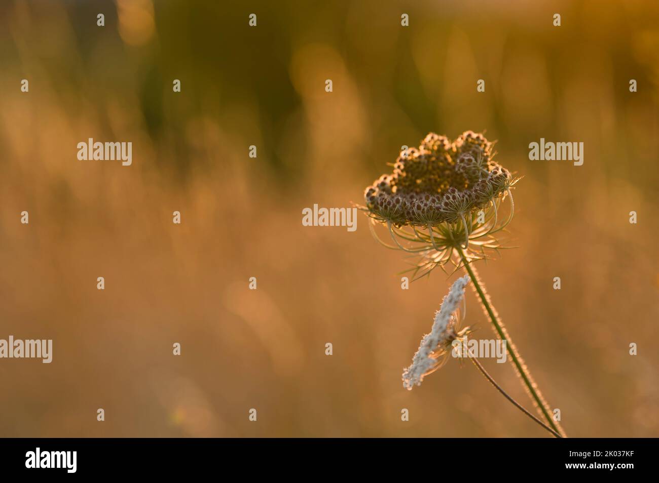 Wildkarotte (Daucus carota), Samenkopf und Blume, Abendlicht, Deutschland Stockfoto