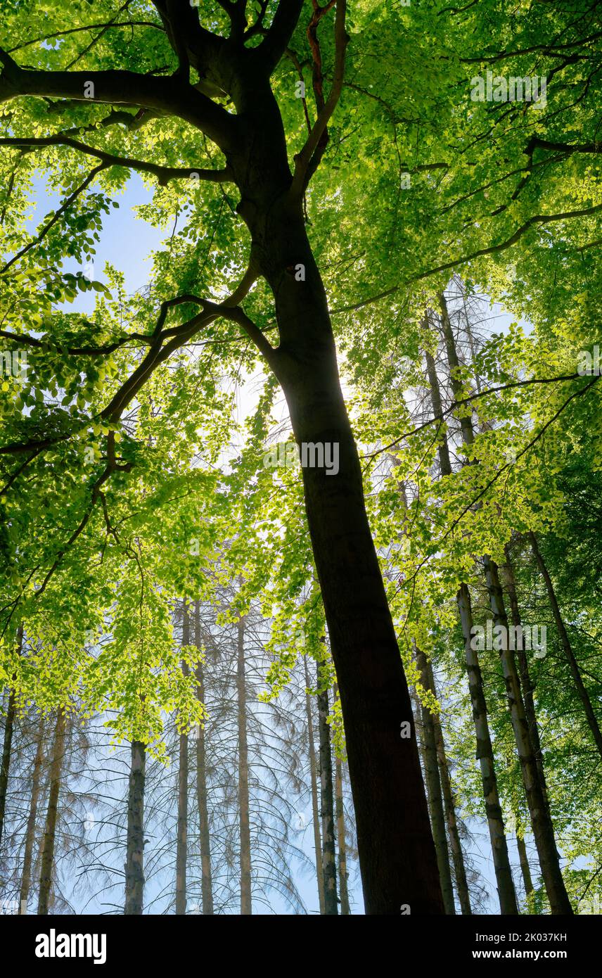 Europa, Deutschland, Nordrhein-Westfalen, Siebengebirge, Waldgebiet, Waldlandschaft, Wald, Mischwald, Bäume, Laubbaum, Buche, Fagus, Fagus sylvatica, grüne, grüne Blätter, Gesund, lebendig, Nadelbaum, Fichte, Picea, Tot, blauer Himmel, kühle Farbtöne, Klimawandel, Baumtod, Tote Bäume, niemand, keine Personen Stockfoto
