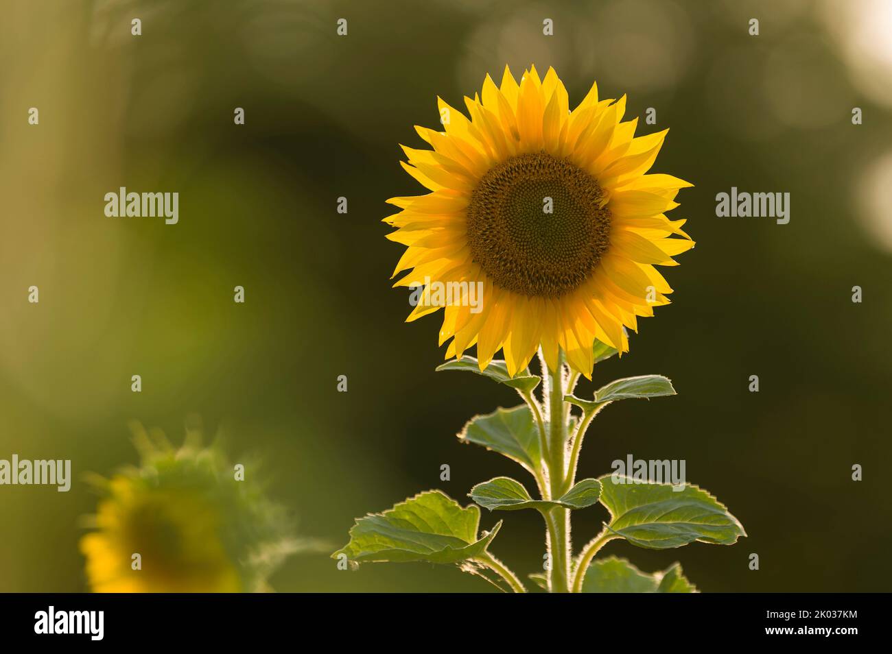 Die Blume einer Sonnenblume (Helianthus annuus) leuchtet im Gegenlicht, Abendlicht, Deutschland Stockfoto