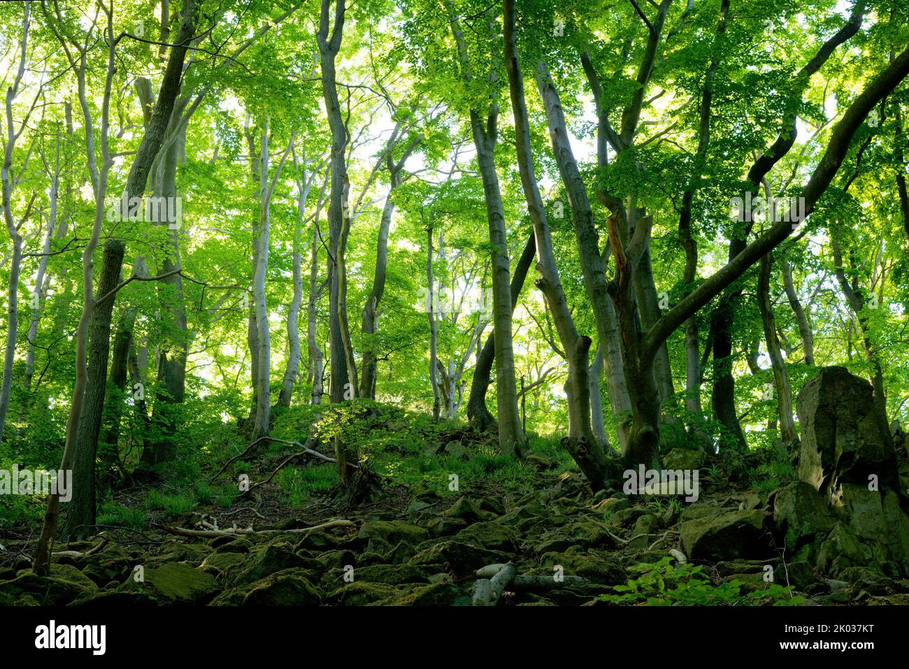 Europa, Deutschland, Nordrhein-Westfalen, Siebengebirge, Waldgebiet, Waldlandschaft, Wald, Mischwald, Bäume, Buchen, Fagus sylvatica, grün, grüne Blätter, gesund, lebendig, forstwirtschaft, Stockfoto