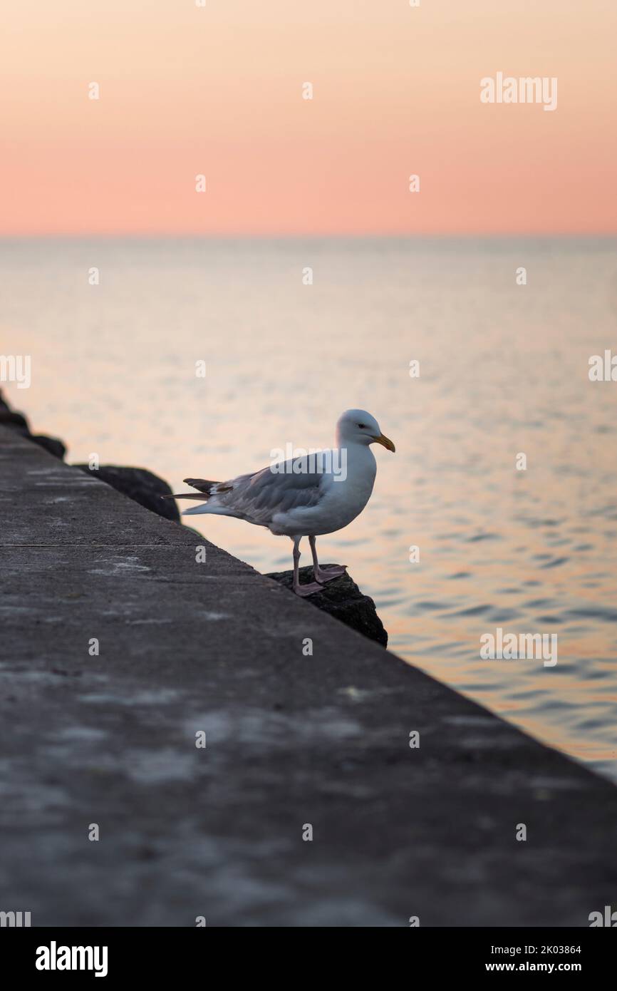 Möwe am Ufer der Ostsee bei Stein in Norddeutschland, Schleswig-Holstein, Deutschland Stockfoto