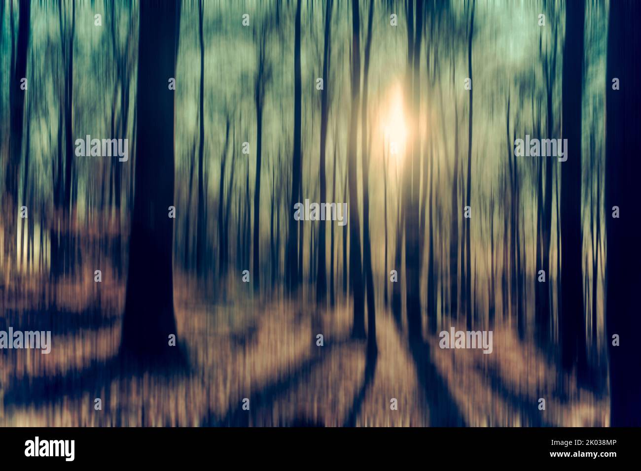 Verzauberter Wald mit verwacklungsunscharfer Hintergrundbeleuchtung [M] Stockfoto
