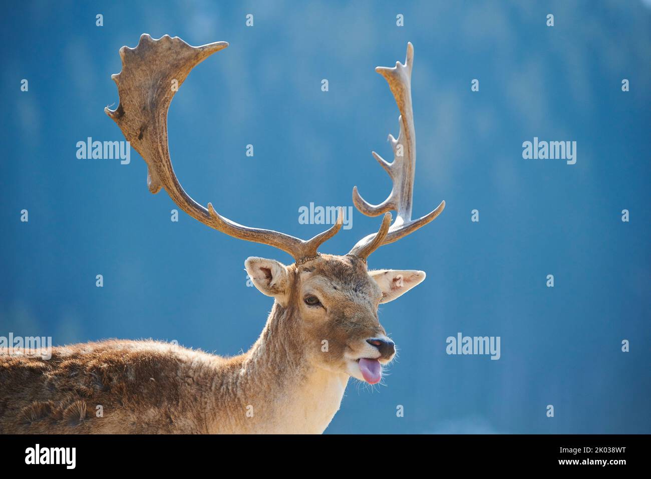 Damwild (Dama dama) in den Alpen, Männchen, Aurach Game Park, Europa Stockfoto