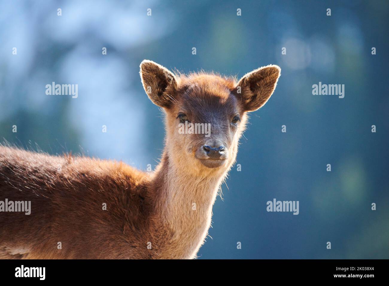 Damwild (Dama dama) in den Alpen, Jungtier, Aurach Game Park, Europa Stockfoto
