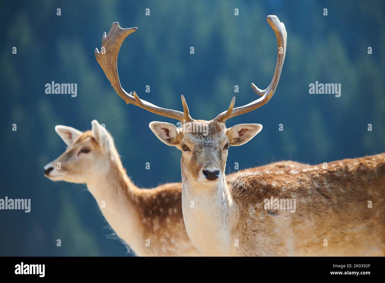 Damwild (Dama dama) in den Alpen, Männchen, Aurach Game Park, Europa Stockfoto