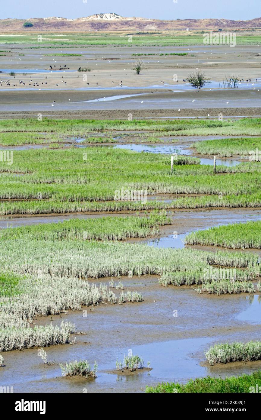 Gemeine Glaswürze / Sumpfsambir (Salicornia europaea) wächst in intertidalen Salzmarschen / Salzmarschen, Zwin-Ebene im Spätsommer, Knokke-Heist, Belgien Stockfoto