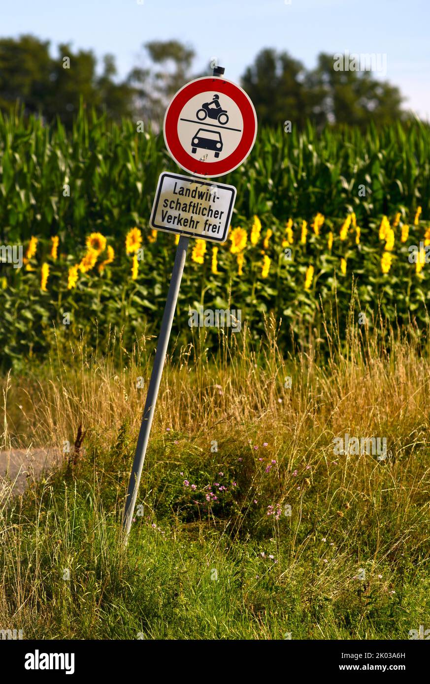 Schild nein, landwirtschaftlich verkehrsfrei, Blütenstreifen mit Sonnenblumen (Helianthus annuus), Kornfeld, Fellbach, Baden-Württemberg, Deutschland Stockfoto