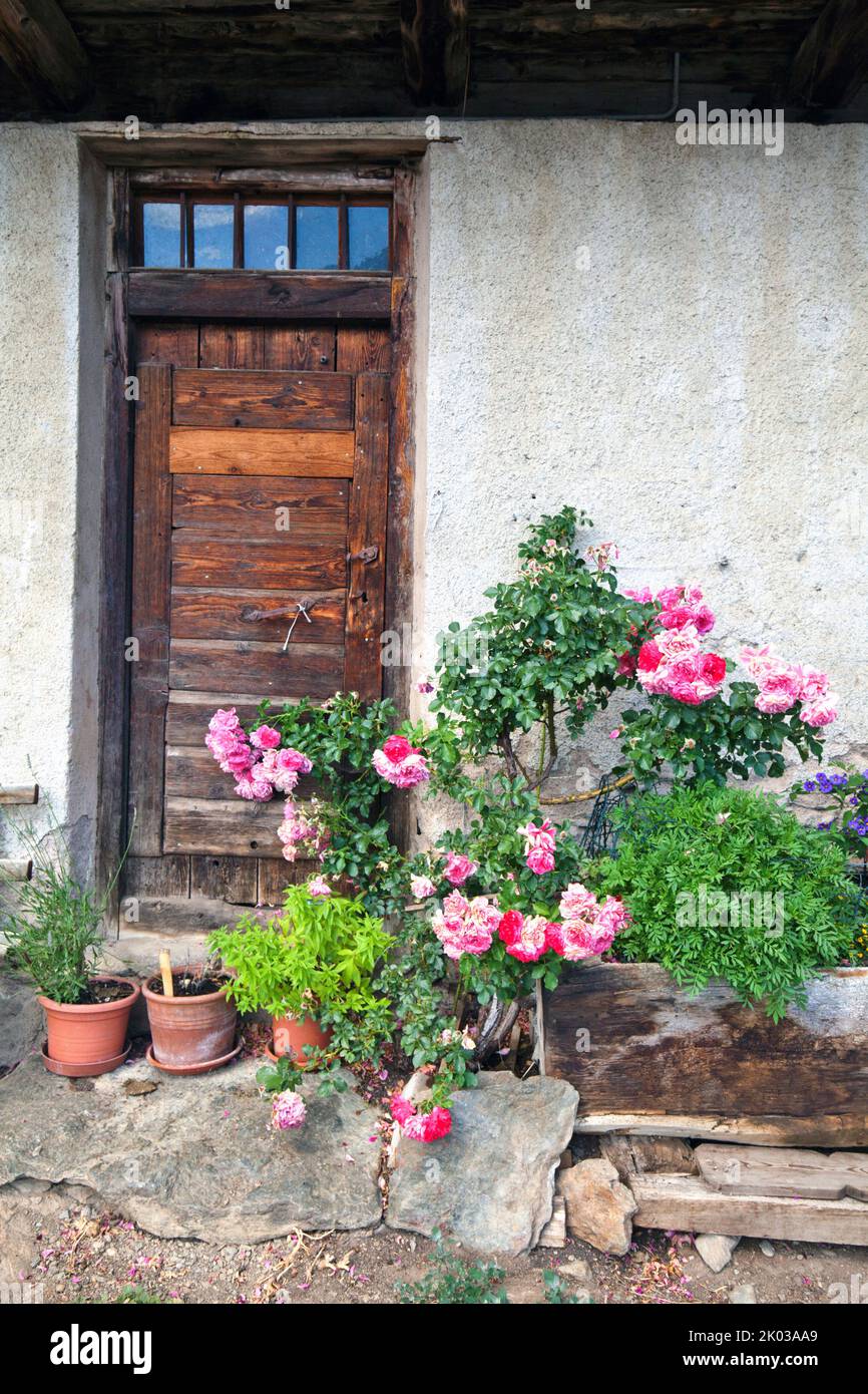 Blühender Rosenbusch vor der Haustür auf dem Berghof im Südtiroler Ultental Stockfoto
