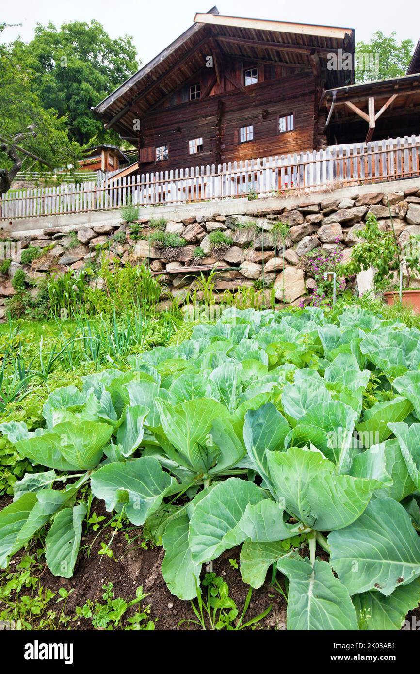 Gemüsegarten vor einem Berghof im Südtiroler Ultental Stockfoto