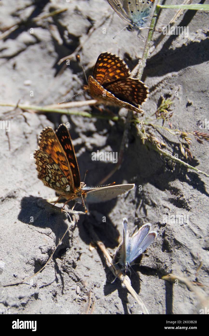 Schmetterlinge nehmen Nährstoffe auf Stockfoto