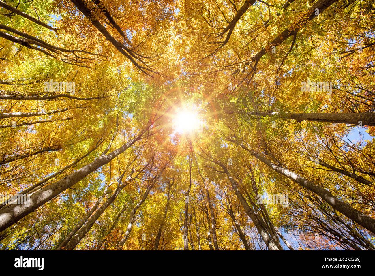 Herbst im Wald, Blick von unten in die Baumkronen-Sonne, Rücklicht Stockfoto