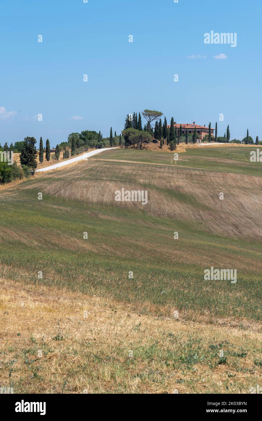 Geerntete Getreidefelder, Anwesen mit Zypressen, Landschaft bei Siena, Toskana, Italien Stockfoto