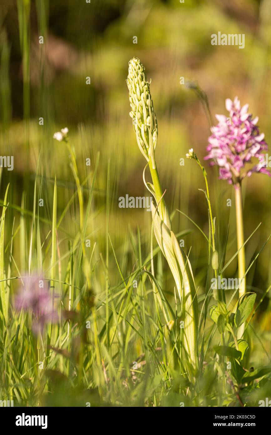 Militärische Orchidee, orchis militaris und Echsenorchidee Stockfoto