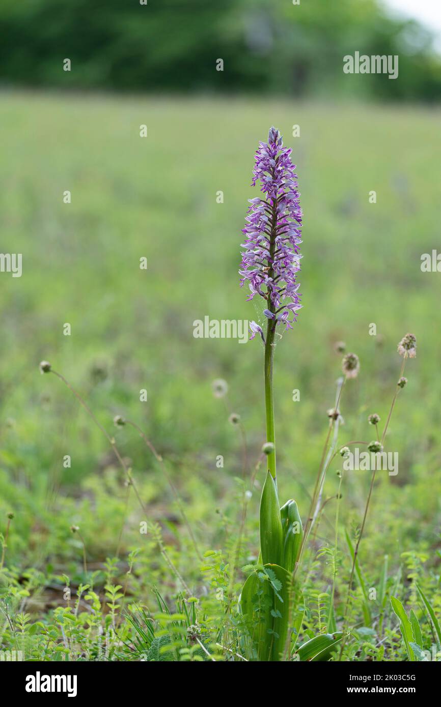 Militärische Orchidee, Orchis militaris, Helmorchidee Stockfoto