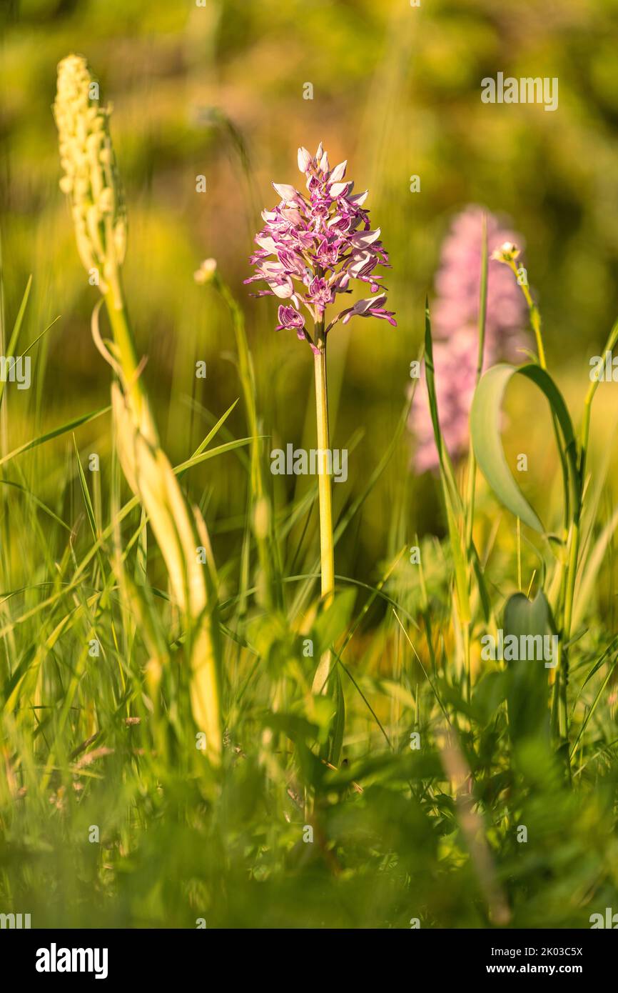 Militärische Orchidee, orchis militaris und Echsenorchidee Stockfoto