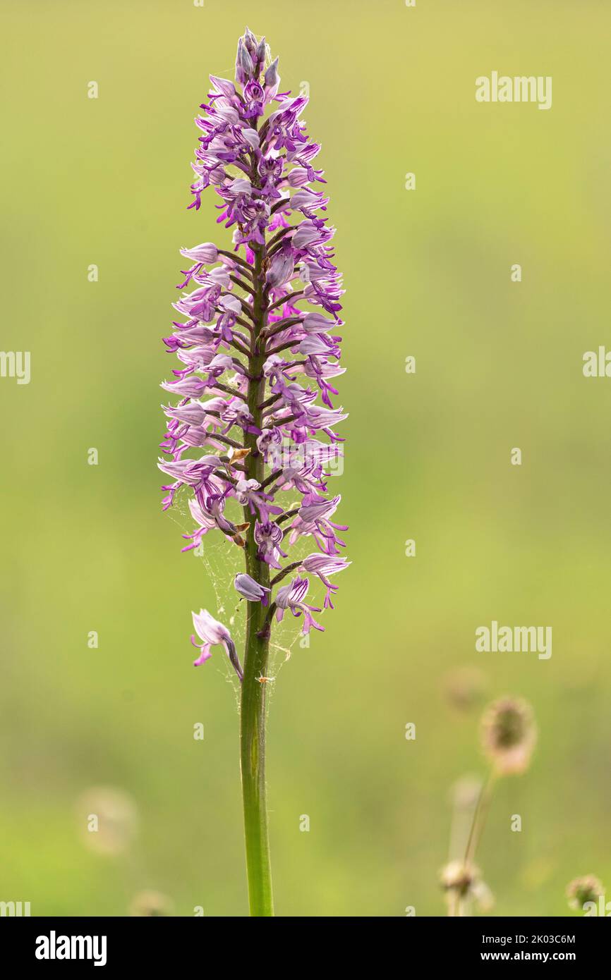Militärische Orchidee, Orchis militaris, Helmorchidee Stockfoto
