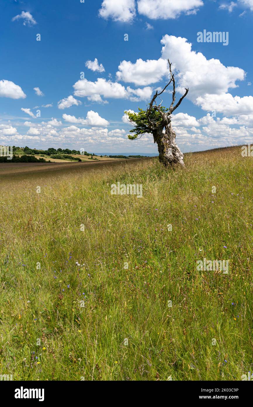 Das Naturschutzgebiet lange Rhön in der Kernzone des Biosphärenreservats Rhön, Hessen, Bayern, Deutschland Stockfoto
