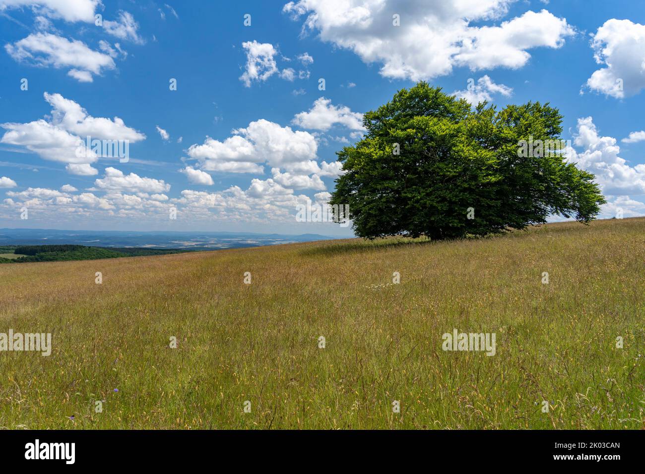 Das Naturschutzgebiet lange Rhön in der Kernzone des Biosphärenreservats Rhön, Hessen, Bayern, Deutschland Stockfoto