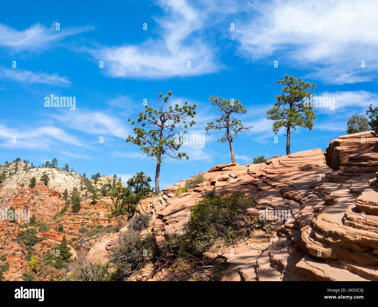 Der Zion National Park liegt im Südwesten von Utah an der Grenze zu Arizona. Es hat eine Fläche von 579 kö² und liegt zwischen 1128 m und 2660 m Höhe. Drei Pinien auf Felsen am Angels Landing Trail. Stockfoto