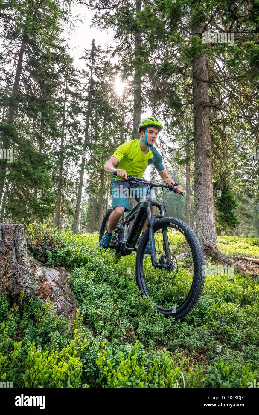 Italien, Südtirol, Bozen, Innichen. Fahrer mit E-Bike, freie Fahrt im Wald zwischen Pinien Stockfoto