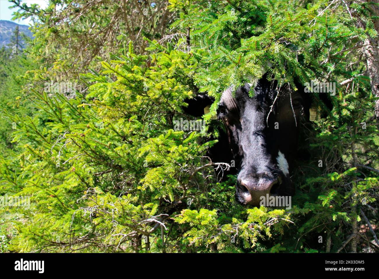 Kuh, Holsteiner Rasse, versteckt im Gebüsch, auf der Suche nach Schatten von der Sonne, Eppzirler Alm, Zirl, Tirol, Österreich Stockfoto