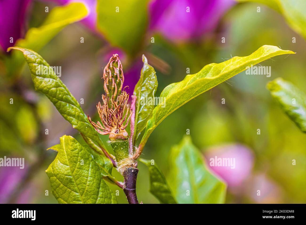 Frühling, Magnolienknospe, Pink Magnolia 'Susan' Stockfoto