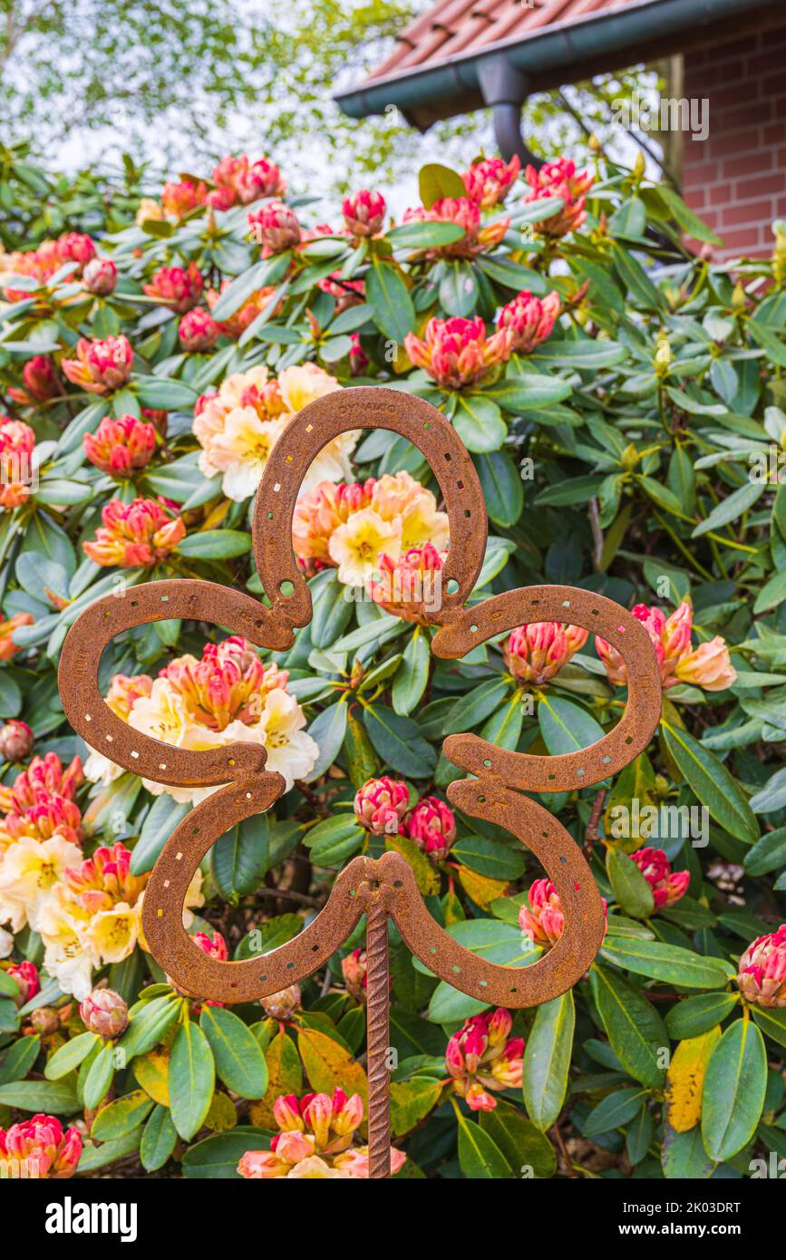 Blassrosa und gelb blühender Rhododendron-Busch, blühender Gartenstöpsel Stockfoto