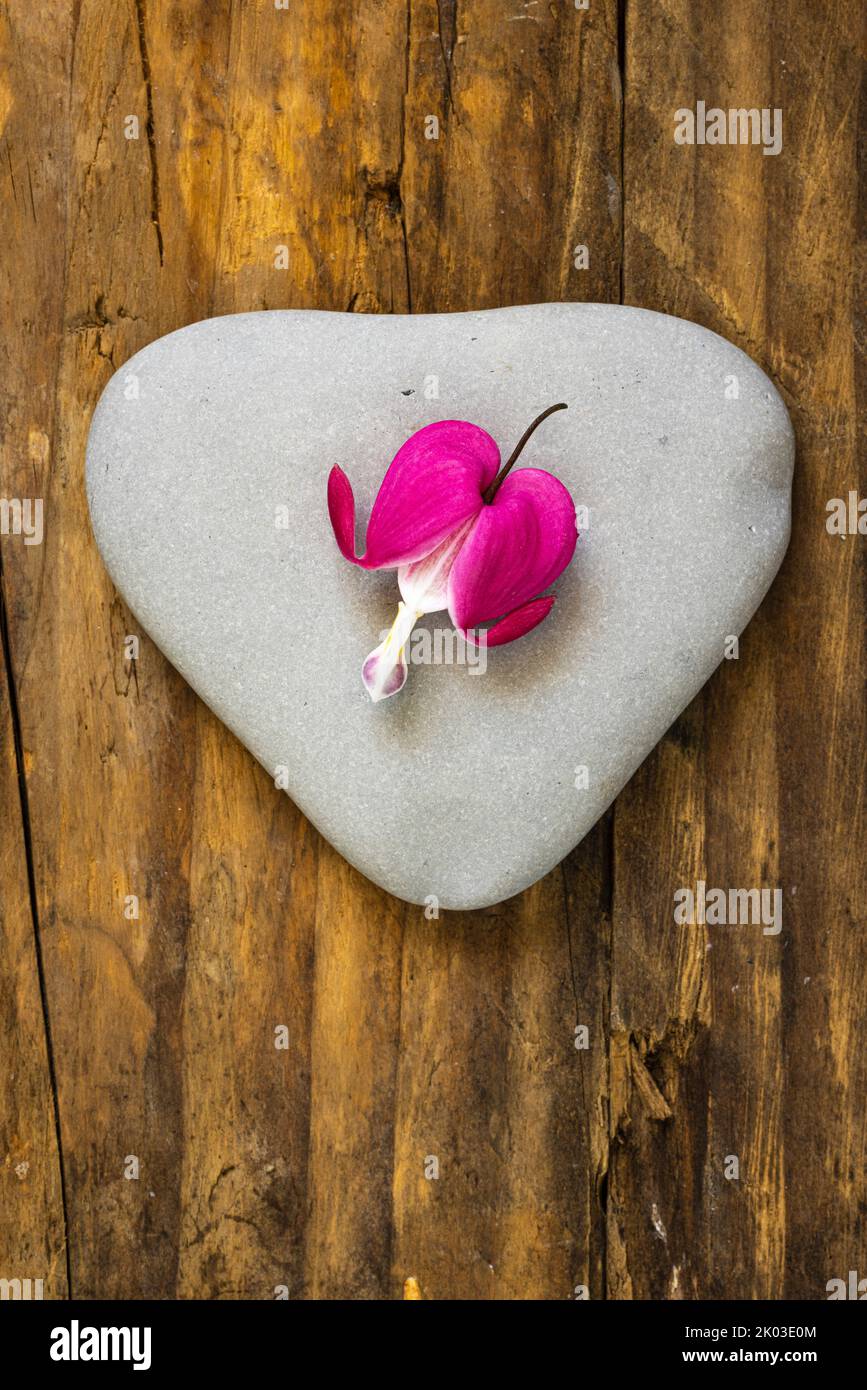 Zerreißende Herzen, Blume auf herzförmigem Stein, Stillleben Stockfoto