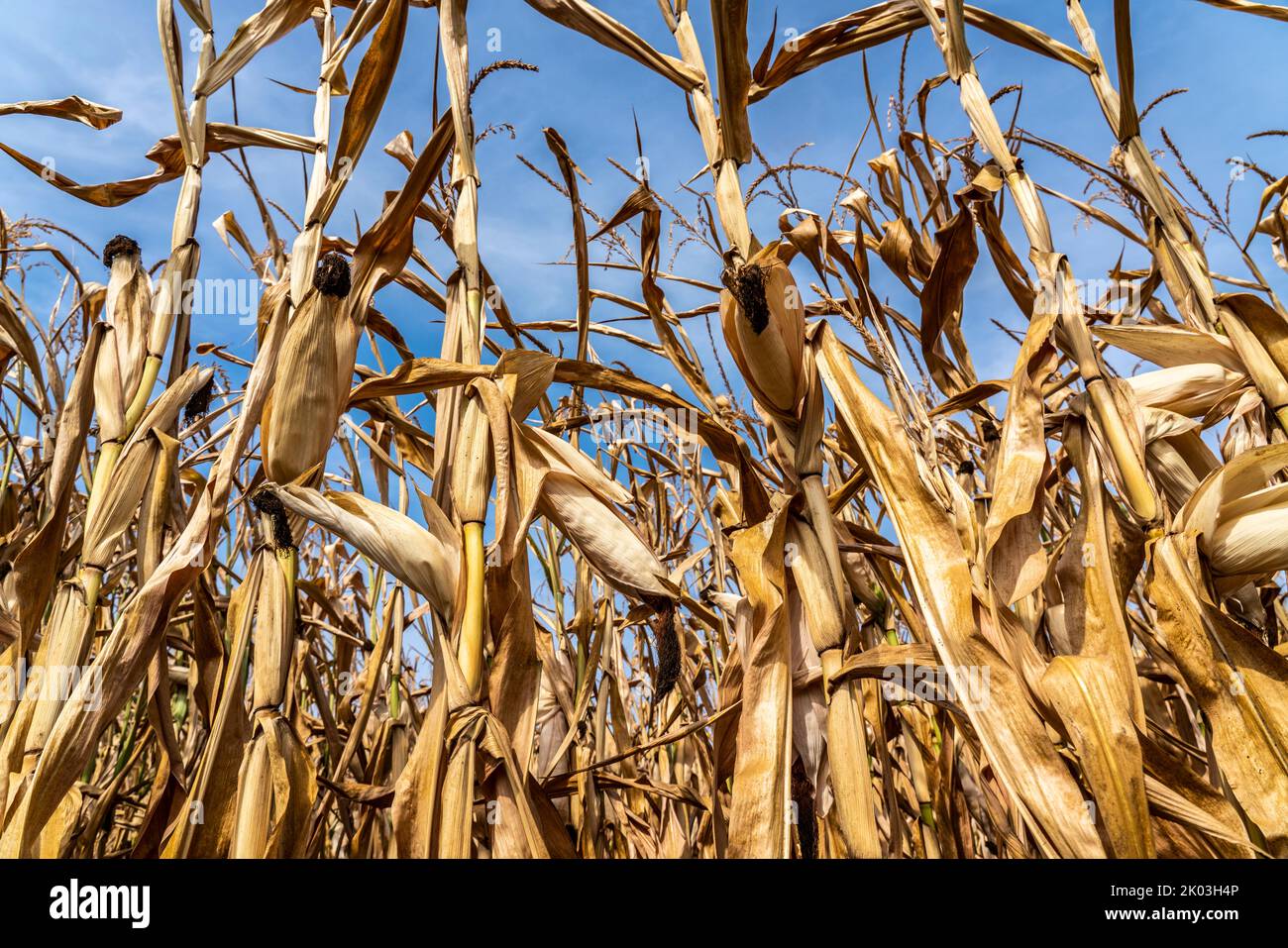 Maisfeld vertrocknet und nur niedrig gewachsen, kleine Maiskolben, durch die Sommer Trockenheit, Dürre, bei Goch am Niederrhein, NRW, Deutschland Stockfoto