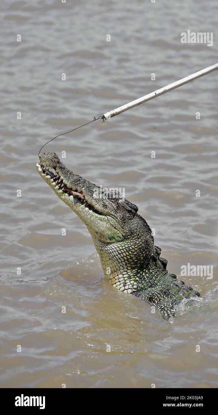 160 großes Salzwasser-Krokodil nach dem Fang des Köders. Adelaide River – Australien. Stockfoto