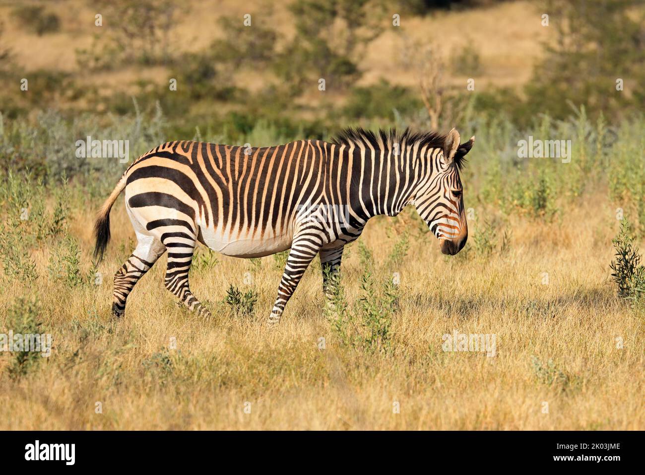 Hartmanns Berg Zebra (Equus Zebra hartmannae), Etosha Nationalpark, Namibia Stockfoto