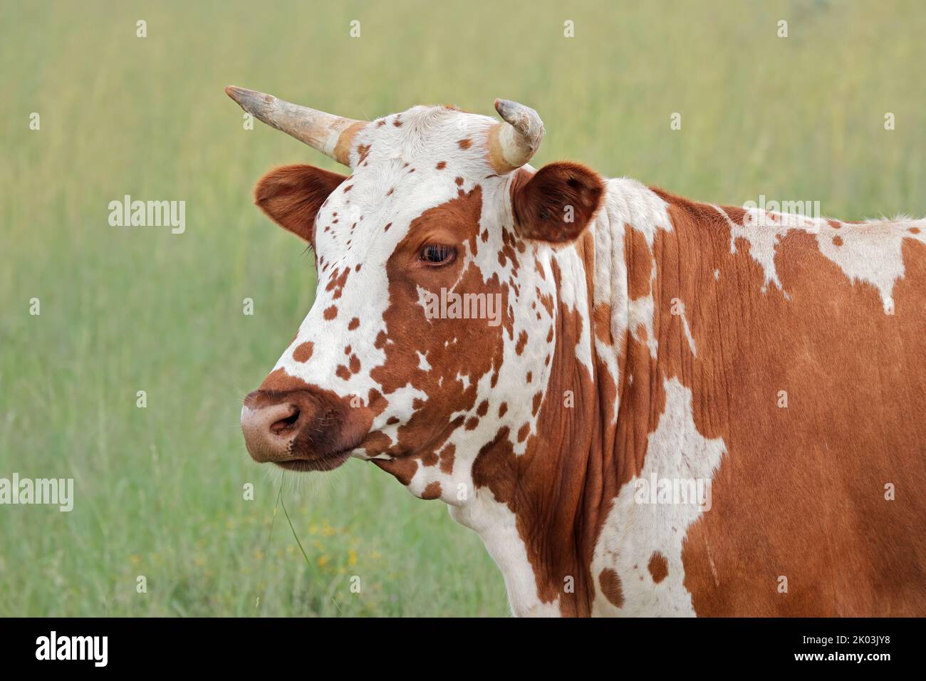 Porträt einer Nguni Kuh - einheimische Rinderrasse von Südafrika Stockfoto
