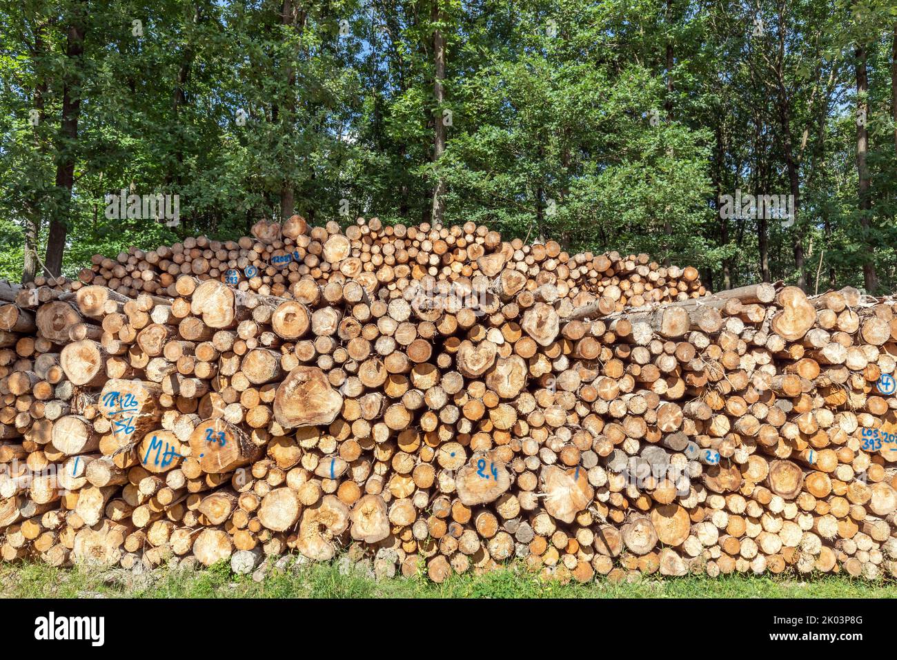 Große Baumstämme am Waldrand Stockfoto