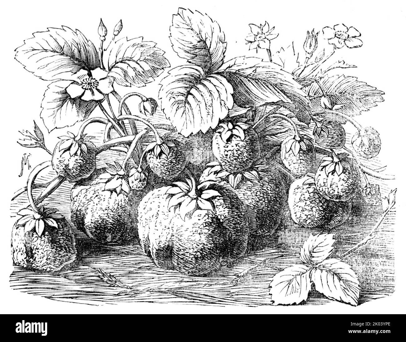 Die neue Erdbeere, "Sir Harry", 1854. Sorte von Erdbeere von Richard Underhill hergestellt. Bis in die letzten dreißig Jahre, aber wenig Aufmerksamkeit wurde dem Anbau der Erdbeere gewidmet, und es gab nicht mehr als fünf oder sechs Arten bekannt... durch Kreuzung, Veränderung des Klimas und der Situation gibt es jetzt viele Hunderte von Arten; Denn sie lassen sich unendlich vermehren durch eine gekonnte Impfung der Varietäten...Frösche und Kröten sollten ermutigt werden: Sie suchen die Schattenplätze und unterwerfen sich Schnecken, Schwarzfledermäuse und anderen Eingeweiden, die so häufig die feinsten Früchte entstellen und zerstören Stockfoto